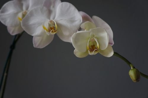 Orchidėjos, Puodeliai, Balta