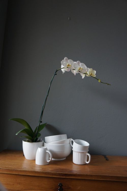 Orchidėjos, Puodeliai, Balta