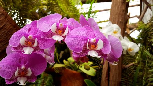 Orchidėjos, Gėlė, Augalas, Gamtos Parkas, Džiunglių Parkas, Tenerifė, Kanarų Salos, Botanikos Sodas, Violetinė