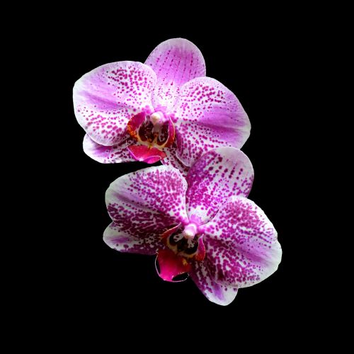 Orchidėjos, Raudona, Rožinis, Violetinė, Gėlė, Gamta, Gėlių, Žiedas, Žiedlapis, Phalaenopsis, Balta, Violetinė, Natūralus, Botanika, Sodas