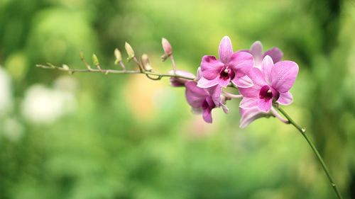 Orchidėjos, Gėlė, Augalas, Stiebas, Gamta
