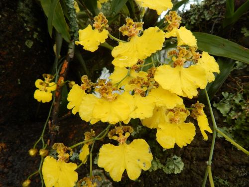 Orchidėjos, Geltonos Gėlės, Gėlių Antspaudai, Geltona