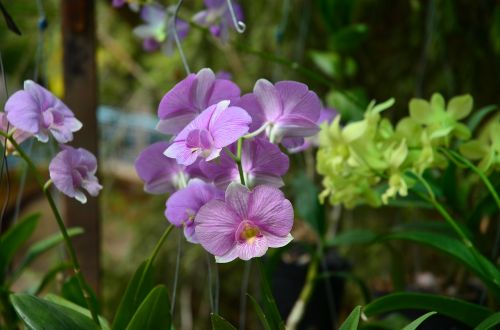 Orchidėjos, Violetinė, Spalva, Žalias, Natūralus, Gėlė, Augalas, Peizažas, Pavasario Gėlės