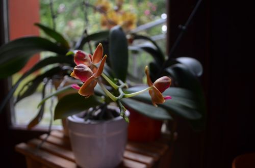 Orchidėjos, Augalas, Žiedas, Žydėti