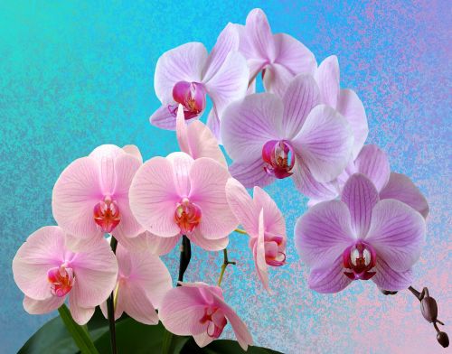 Orchidėjos, Gėlės, Orchidėjų Gėlė, Orchidėjų Žiedas, Laukinė Orchidėja, Gėlė, Gamta, Augalas, Egzotiškas, Violetinė, Rožinis, Violetinė