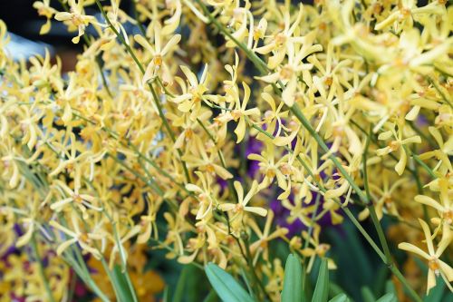 Orchidėjos, Atogrąžų, Gėlių, Egzotiškas, Malaizija, Gamta