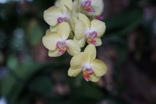Orchidėjos, Atogrąžų, Gėlių, Egzotiškas, Malaizija, Gamta
