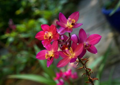 Orchidėjos, Violetinė Orchidėjų Rožinė, Orchidėjų Kekės
