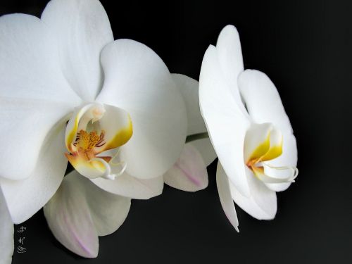 Orchidėjos, Balta, Gėlė, Gamta, Atogrąžų, Augalas, Žydėti, Šviesus, Natūralus, Flora, Elegantiškas, Romantiškas, Phalaenopsis