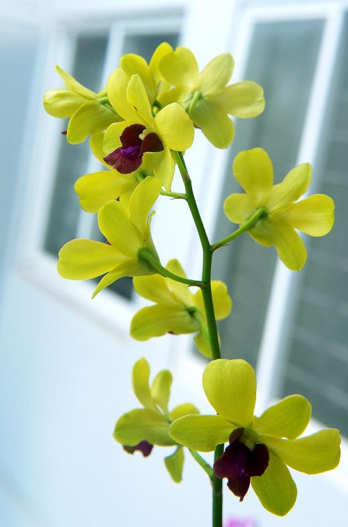 Orchidėjos, Spiglys, Geltona, Pistilio Violetinė