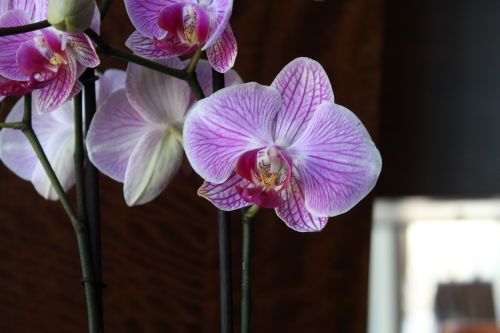 Orchidėjos, Gėlė, Pavasaris