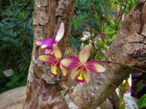 Orchidėjos, Gėlė, Sodas