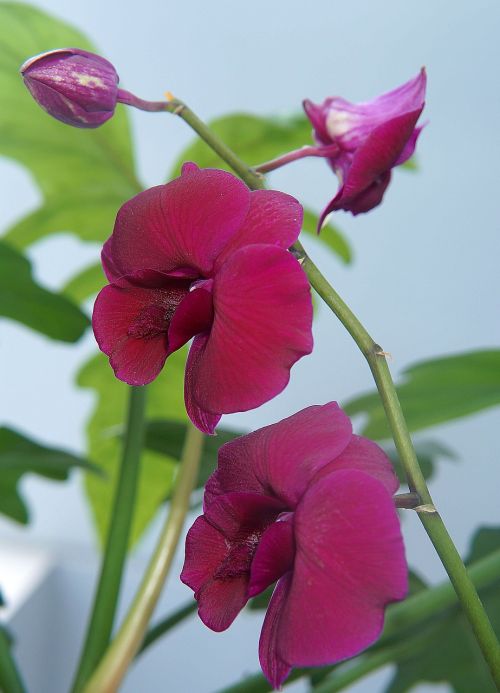 Orchidėjos, Violetinė Orchidėja, Natūralus