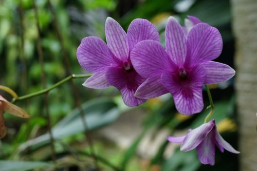 Orchidėjos, Makro, Žydėti, Botanika, Violetinė