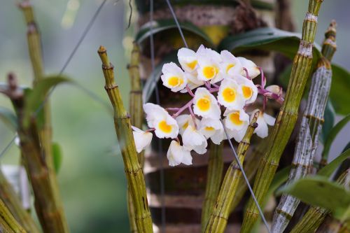 Orchidėjos, Gėlė, Gražus