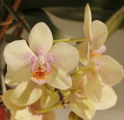 Orchidėjos, Balta, Gėlė, Žiedas, Žydėti, Flora, Gamta, Gėlės