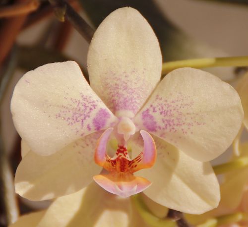 Orchidėjos, Balta, Gėlė, Žiedas, Žydėti, Flora, Gamta, Makro