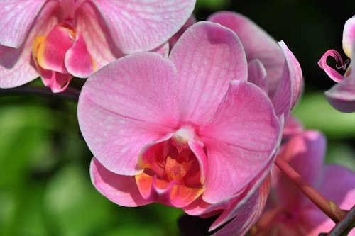 Orchidėjų,  Orchid Gėlės,  Žiedas,  Žydi,  Gėlė,  Žydi,  Augalų,  Pobūdį,  Egzotiškas