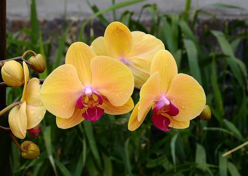 Orchidėjų,  Gėlės,  Gamta