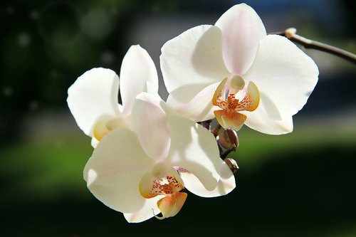 Orchidėjų,  Baltos Spalvos,  Žiedas,  Žydi,  Gėlė,  Augalų,  Pobūdį,  Iš Arti,  Gražus,  Egzotiškas,  Bud,  Žydi,  Brangi Gėlė,  Švelnus