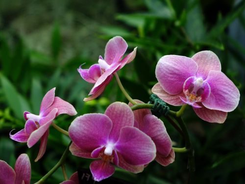 Orchidėjos, Gėlė, Gėlių, Žydėti, Filialas, Iš Arti, Žalias, Atogrąžų, Lapai, Rožinis