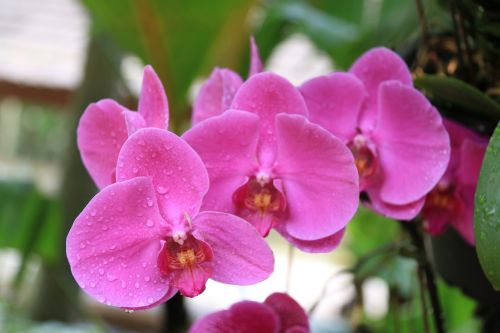 Orchidėjos, Gėlės, Rožinis, Gamta, Augalai, Gražus