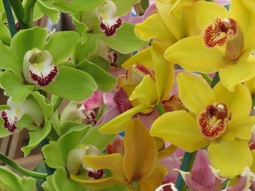 Orchidėjos, Orchidėja, Gėlė, Atogrąžų, Augalas, Geltona, Žalias
