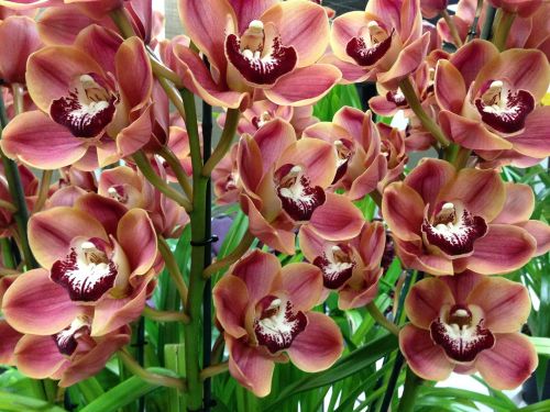 Orchidėjos, Gėlė, Žydėti, Orchidaceae