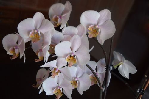 Orchidėjos, Gėlės, Rožinis