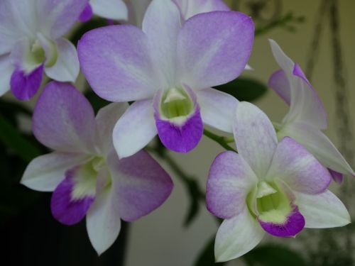 Orchidėjos, Gamta, Cayenne, Sodas
