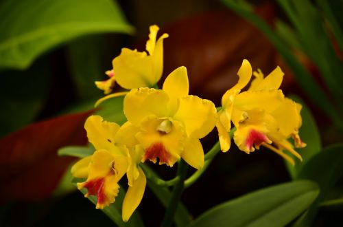 Orchidėjos, Cimbididai, Gėlės, Egzotiškas, Atogrąžų, Geltona, Atlanta, Botanikos, Sodai, Subtilus, Tropikai, Žiedas, Flora