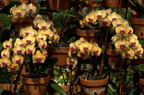 Orchidėjos, Žydi, Gėlės, Botanikos, Sodai, Atlanta, Gruzija, Egzotiškas, Žydi, Atogrąžų, Flora, Phalaenopsis