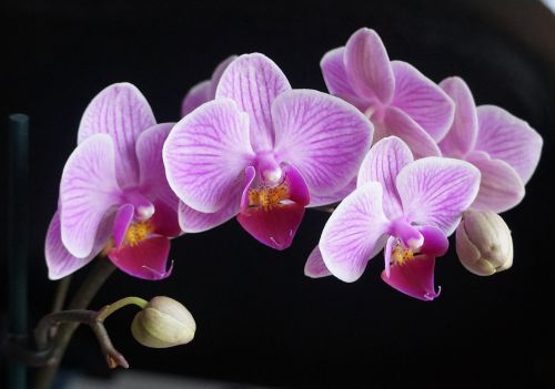 Orchidėjos, Gėlės, Rožinis, Violetinė, Augalas