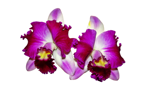 Orchidėjos, Gėlės, Katytė Orchidėja