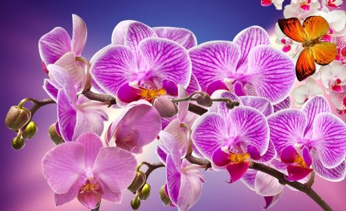 Orchidėjos,  Gėlės,  Sodas,  Orquidea,  Gamta,  Pavasaris,  Augalas,  Gėlė,  Spalvinga,  Violetinė Orchidėja,  Balta Orchidėja,  Drugelis,  Orchidinis Rožinis