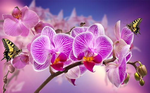 Orchidėjos,  Gėlės,  Sodas,  Orquidea,  Gamta,  Pavasaris,  Augalas,  Gėlė,  Spalvinga,  Violetinė Orchidėja,  Balta Orchidėja,  Drugelis,  Alyvinė Orchidėja,  Purpurinė Gėlė,  Grožis,  Dekoratyvinis Augalas
