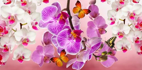 Orchidėjos,  Gėlės,  Sodas,  Orquidea,  Gamta,  Pavasaris,  Augalas,  Gėlė,  Spalvinga,  Violetinė Orchidėja,  Balta Orchidėja,  Drugelis,  Alyvinė Orchidėja,  Purpurinė Gėlė,  Grožis,  Dekoratyvinis Augalas