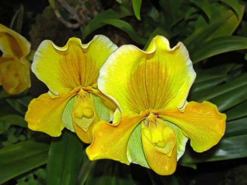 Orchidėjos, Žydintis Augalas, Gėlės, Geltona, Geltona Orchidėja