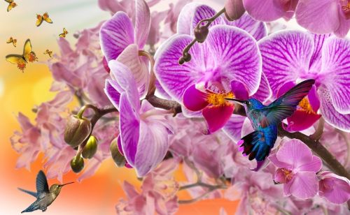 Orchidėjos, Violetinės Orchidėjos, Beija Flor, Gamta, Dekoratyvinė Gėlė