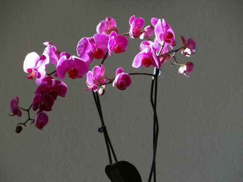 Orchidėjos, Violetinė, Gėlės