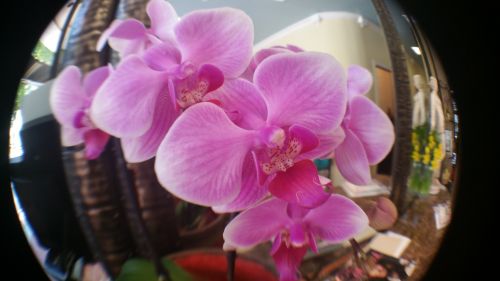 Rožinis,  Orchidėja,  Iš Arti,  Gėlės,  Gėlė,  Atogrąžų,  Orchidėjų Arti