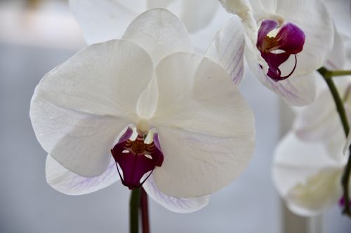 Balta,  Gėlė,  Orchidėjos,  Violetinė,  Žiedlapiai,  Orchidėjų Arti
