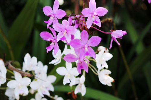 Orchidėjos,  Gėlė,  Violetinė & Nbsp,  Orchidėjos,  Balta & Nbsp,  Orchidėjos,  Žiedlapiai,  Fonas,  Balta,  Pumpurai,  Lapai,  Orchidėja,  Gėlės,  Orchidėjos Mano Kieme 3