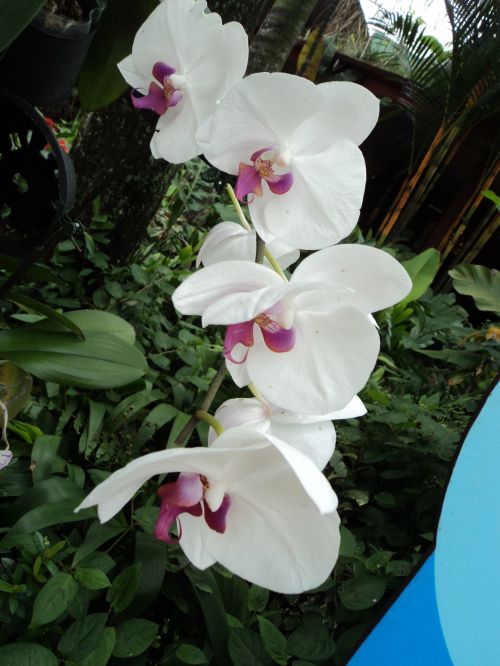 Gėlė,  Orchidėjos,  Balta & Nbsp,  Orchidėjos,  Orchidėjos