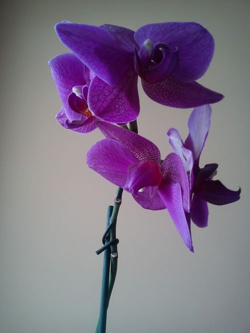 Orchisa, Gėlė, Orchidaceae Juss, Orchidėja, Žydi, Violetinė, Gėlių Kambarys, Liguota
