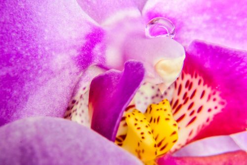 Orchisa, Gėlė, Flora, Egzotiškas