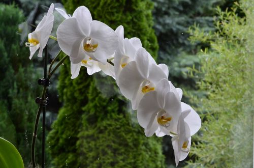 Orchisa, Gėlė, Žydi