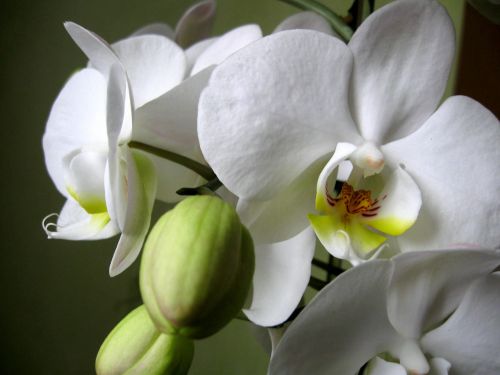 Orchisa, Žiedlapiai, Gėlė, Orchidėja, Gėlių Pumpurai