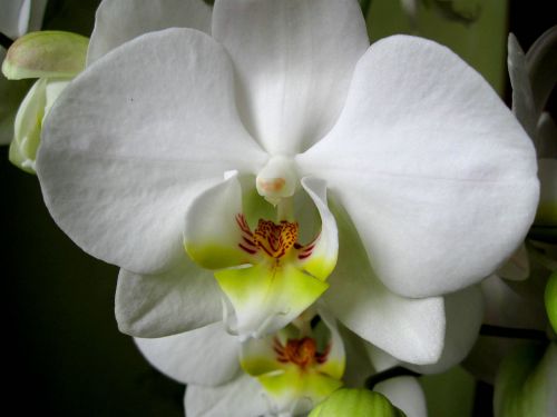 Orchisa, Žiedlapiai, Gėlė, Žydi, Orchidėja