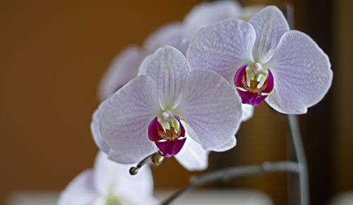 Orchisa, Gėlė, Tapetai